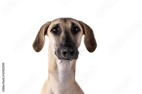 Polish Greyhound