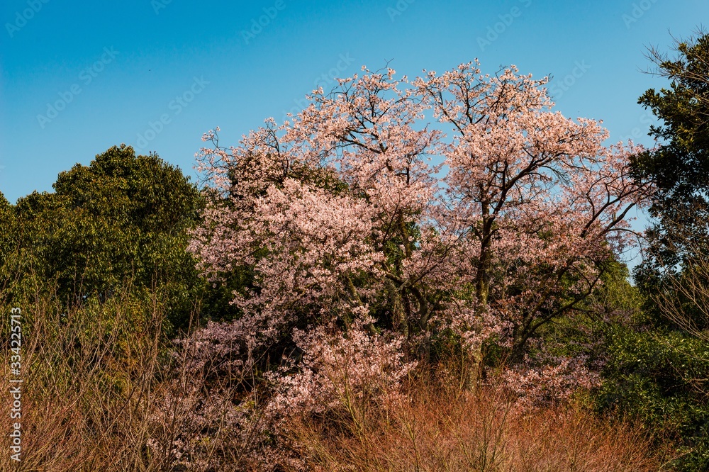 八面山の山桜 八面山の山桜