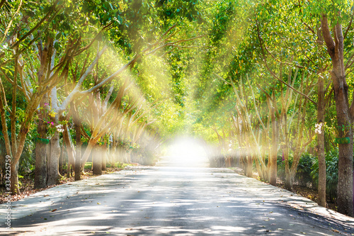 Tree tunnel on Road with Worm Light Sun Rays through from the End, The Brighter Future is Coming and Light at the End of the Tunnel Concept photo