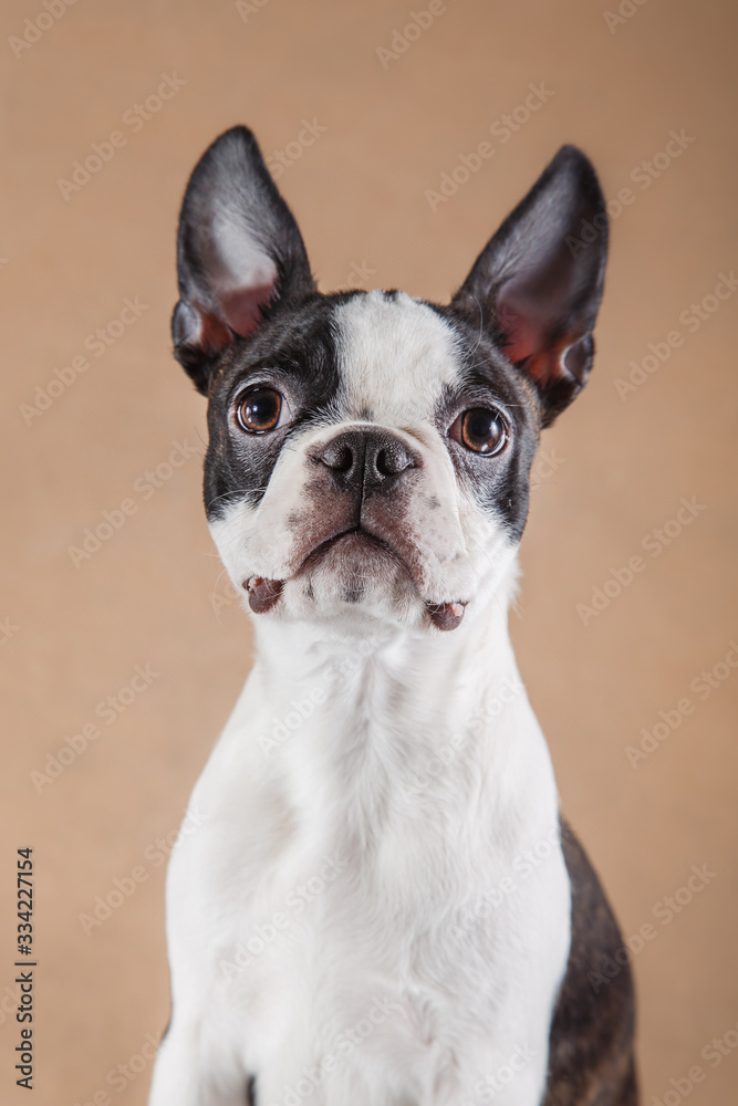 Puppy on a light beige background. Dog Boston Terrier portrait. Pet in the studio