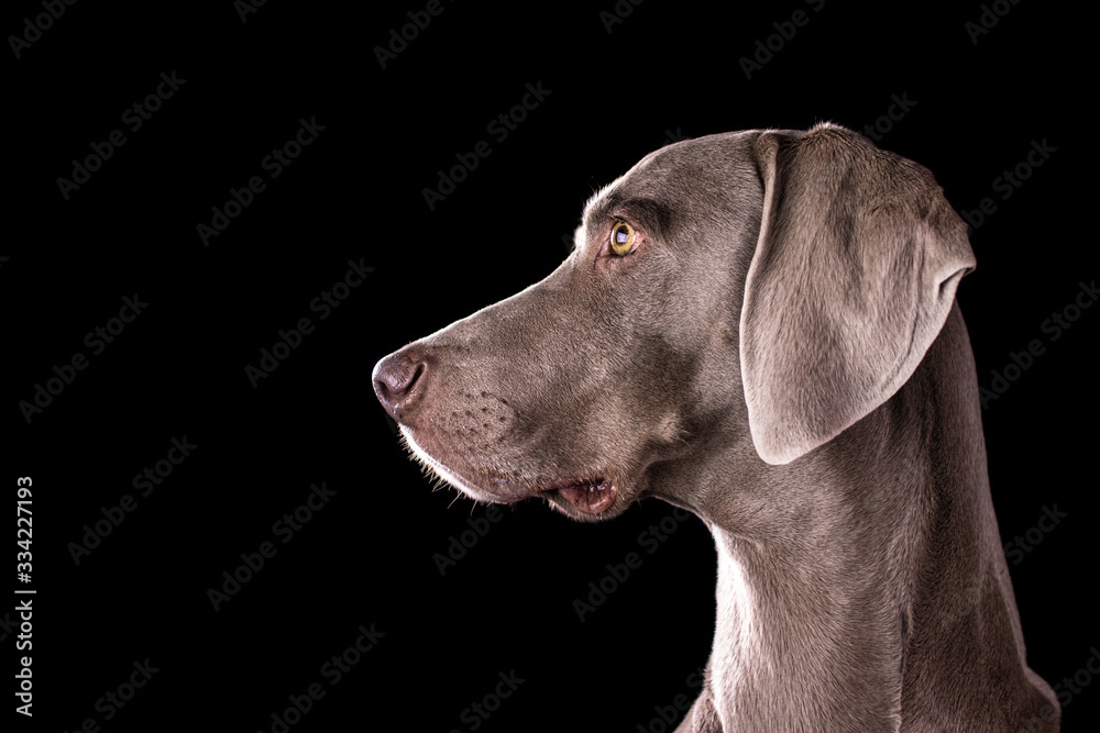 Weimaraner