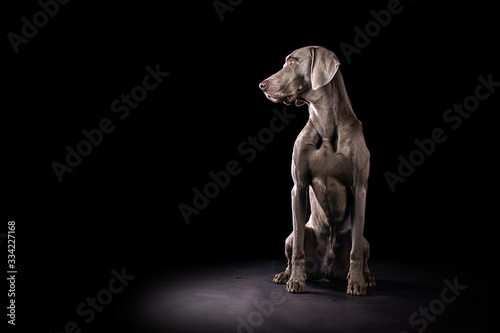 Weimaraner