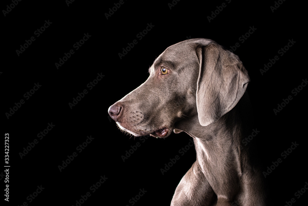 Weimaraner