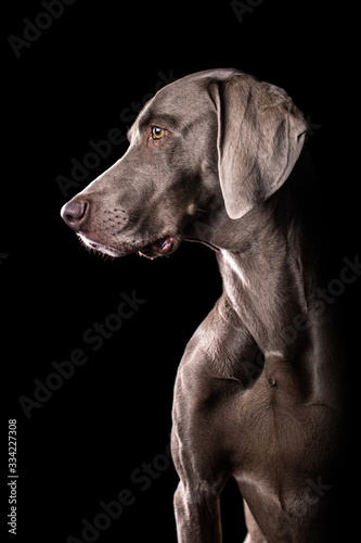 Weimaraner