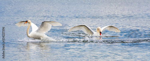 Fototapeta Naklejka Na Ścianę i Meble -  Pair of swans landing in water with wings spread out