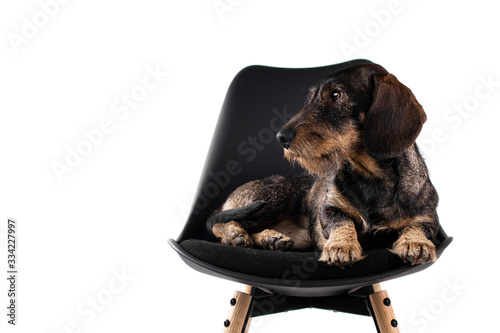 Dachshund Normalgrösse Drahthaar