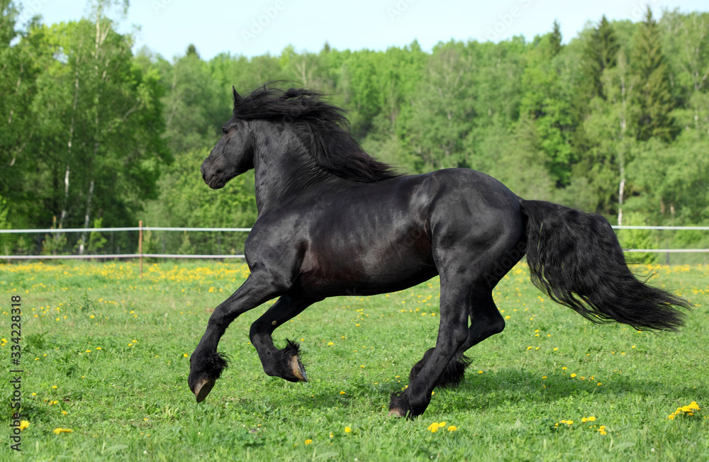Black Friesian horse runs galloping free in the summer meadow