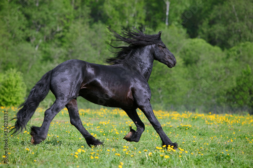 Black Friesian horse runs galloping free in the summer meadow