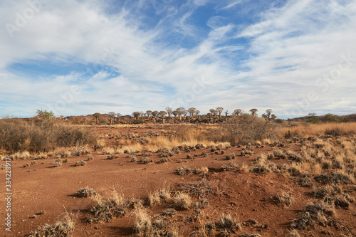 Forest of quiver trees in Namibia