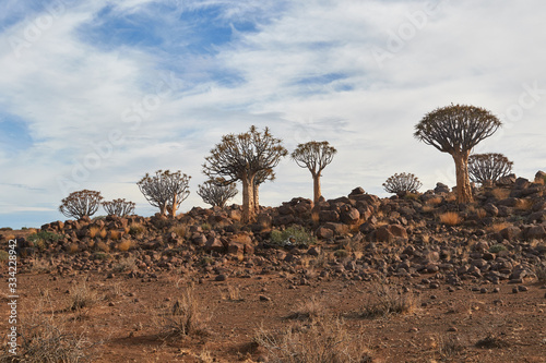Quiver Trees (kokerboom) in Namibia