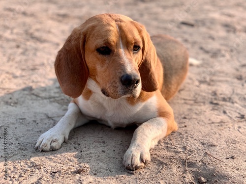 Beagle dog lies in the yard. Pet, family friend, thoroughbred dog in the fresh air. White-brown color of the dog.