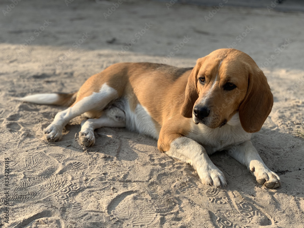 Beagle dog lies in the yard. Pet, family friend, thoroughbred dog in the fresh air. White-brown color of the dog. Beagle dog lies in the yard. Pet, family friend, thoroughbred dog in the fresh air. White-brown color of the dog.