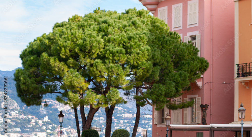 Fototapeta premium green tree near the Palace of the Prince of Monaco on a Sunny day