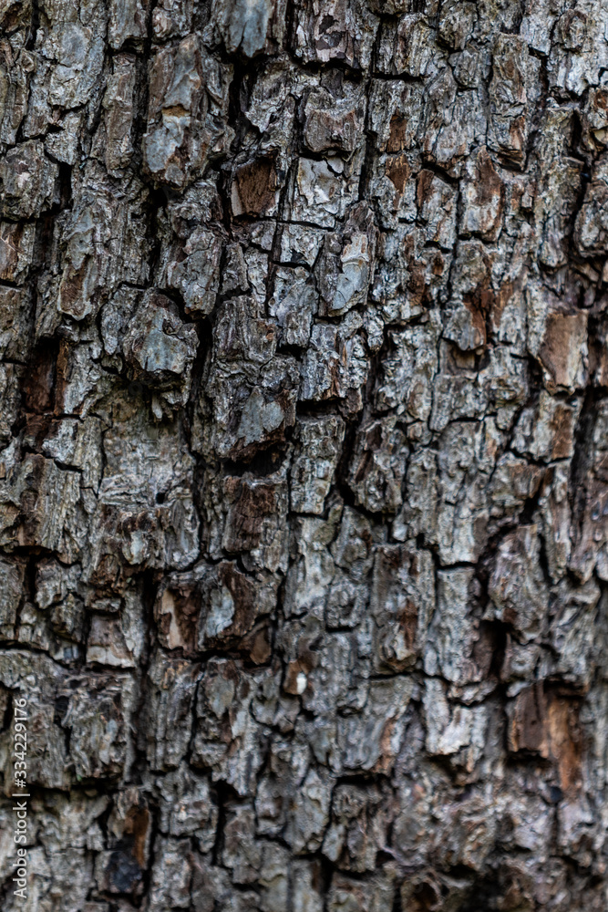 texture arbre 2 texture arbre 2