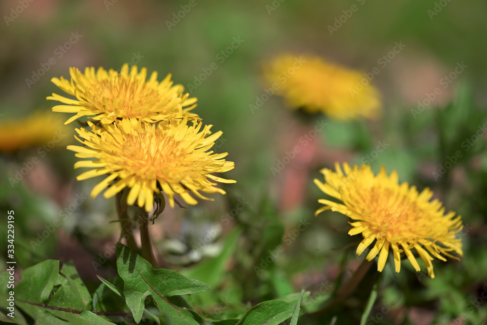 Closeup of dandelion flower in spring Closeup of dandelion flower in spring