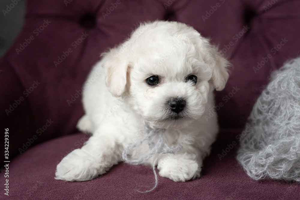 little small white puppy Bichon Frize on a chair. looking up. copy space little small white puppy Bichon Frize on a chair. looking up. copy space