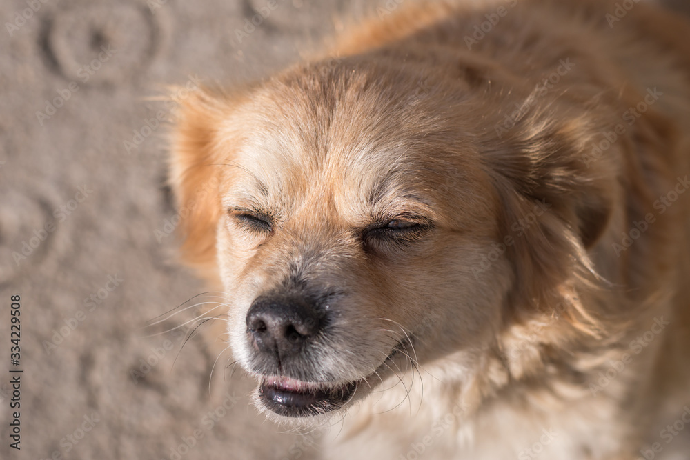 Portrait of happy faced gold furred dog without pedigree posing to the camera