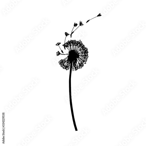 Dandelion flower drawing with flying seeds. Botanical illustration. Vector