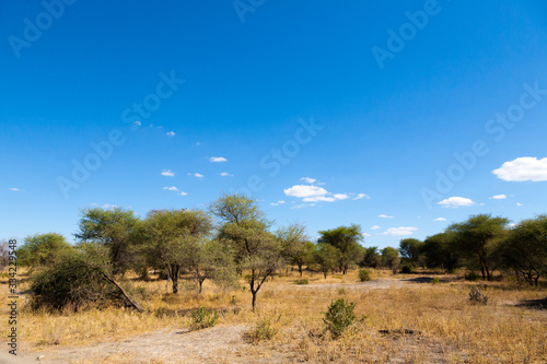 Tarangire National Park landscape  Tanzania  Africa