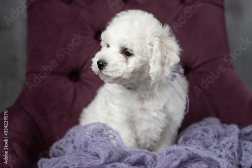 little small white puppy Bichon Frize on a chair. looking up. copy space