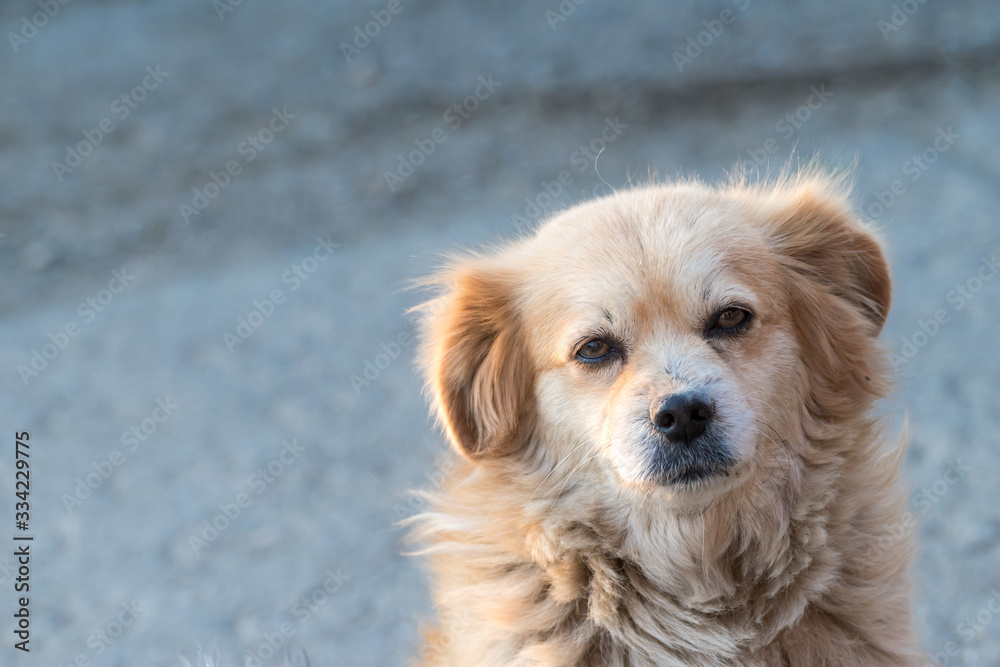 Portrait of happy faced gold furred dog without pedigree posing to the camera