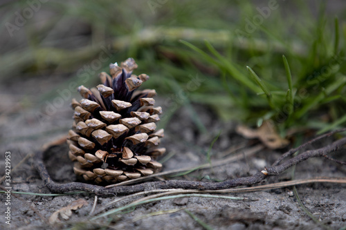 pomme de pin sur le sol avec nature en arriere plan