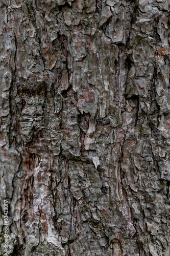 texture d'arbre 4
