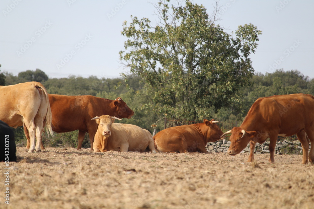 Beautiful photo of cows of great size and weight Beautiful photo of cows of great size and weight
