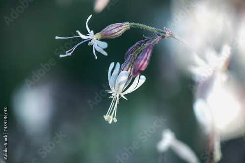 Wild flower Nikkende Limurt  Silene nutans  or Silene italica  Italian Catchfly 