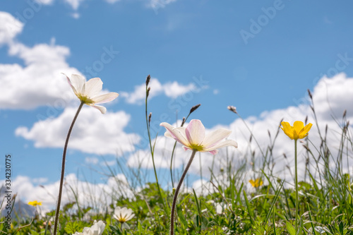 Wild flower with bright blue sky as a background