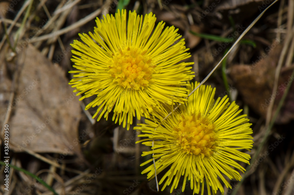 dandelion in the grass in early spring dandelion in the grass in early spring