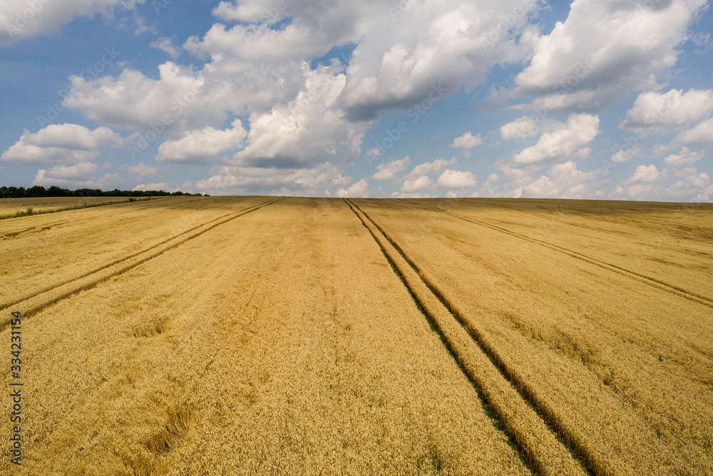 Aerial view of yellow agriculture wheat field ready to be harvested in late summer.