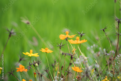 Yellow flowers in a remote rural field are naturally beautiful. © Chonlapoom Banharn