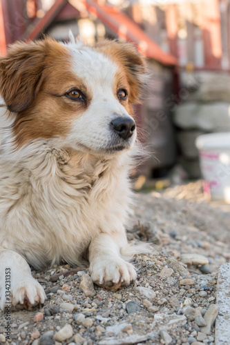 Portrait of a happy looking dog with white furr and brown spot in eye and ear area posing to the camera