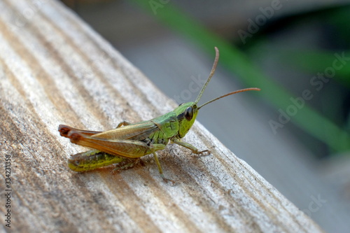 grasshopper