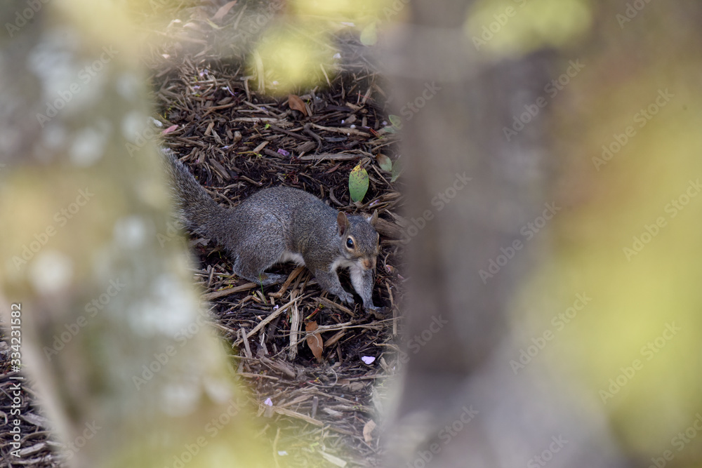 Obraz premium Gray squirrel