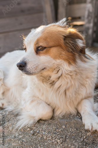 Portrait of a happy looking dog with white furr and brown spot in eye and ear area posing to the camera