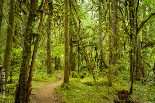 Rainforest along the Mckenzie River Trail, Oregon © Robert