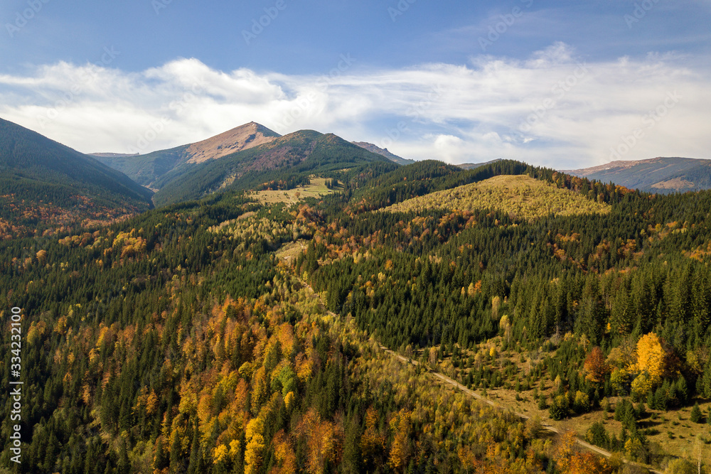 Fototapeta premium Aerial view of autumn mountain landscape with evergreen pine trees and yellow fall forest with magestic mountains in distance.