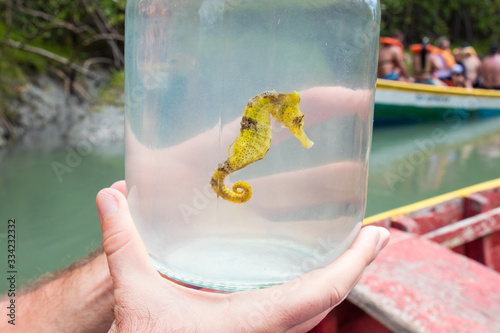 Hippocampe