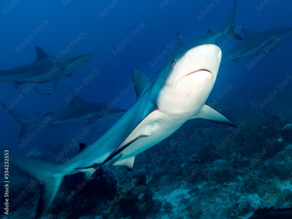 Fototapeta premium Sharks