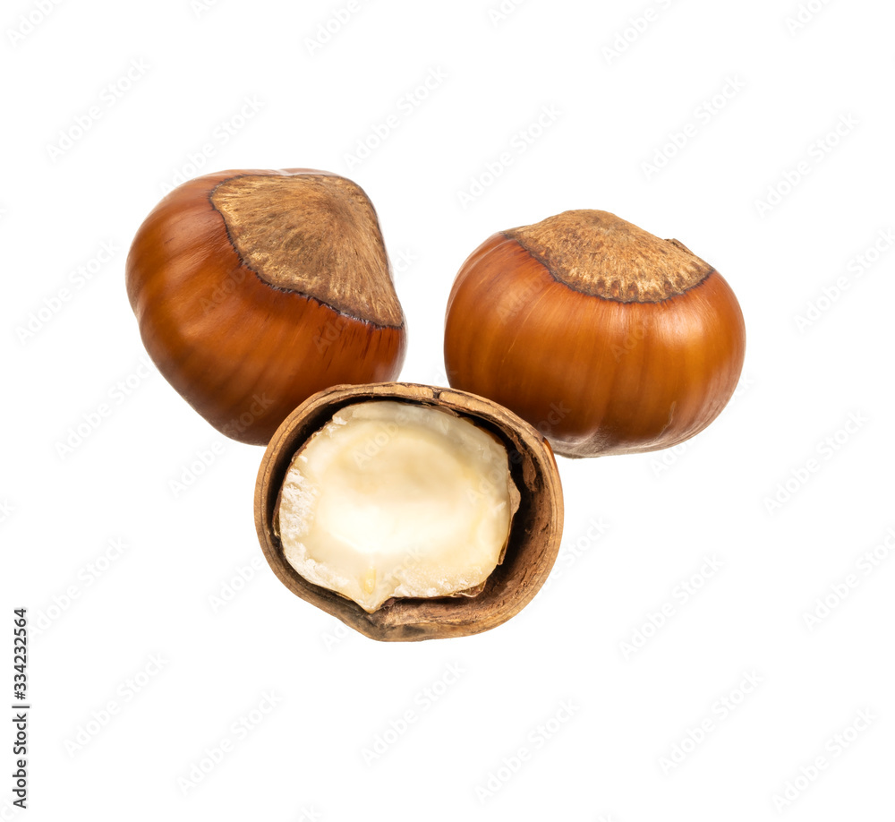 hazelnut filbert isolated on white background hazelnut filbert isolated on white background