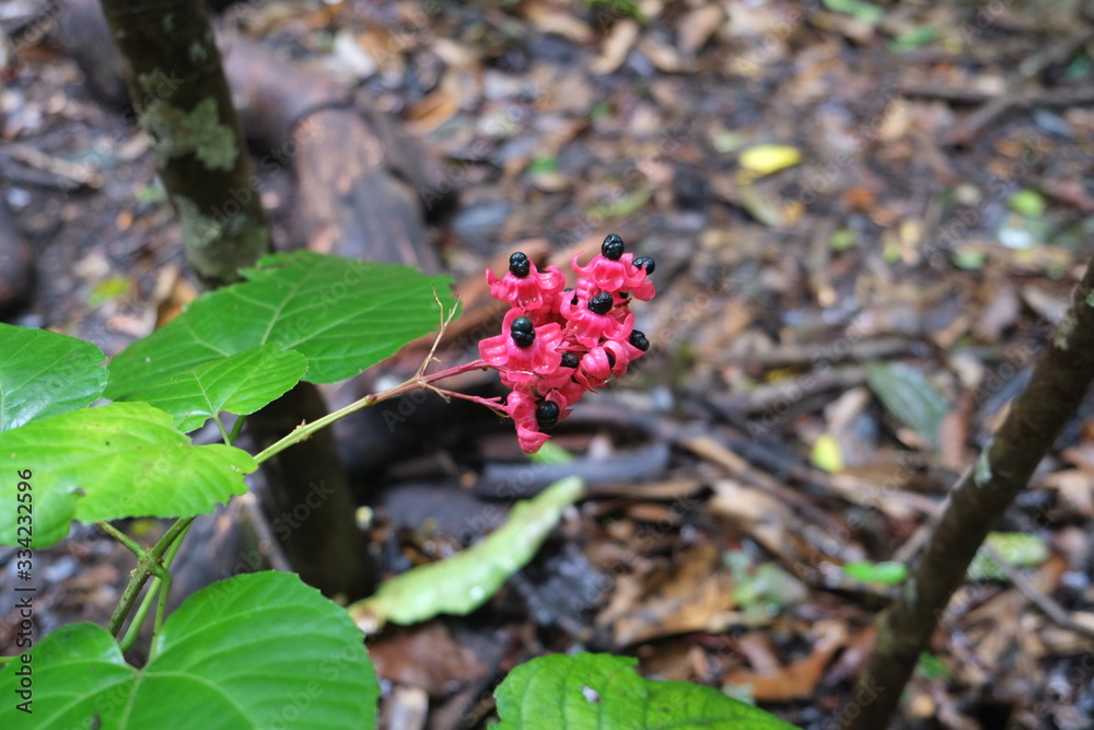 Red flower in Sulawesi forest in Indonesia Red flower in Sulawesi forest in Indonesia