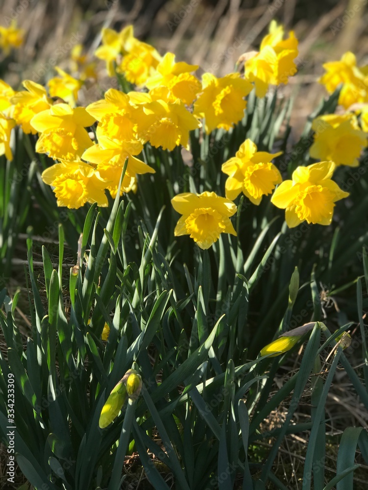 Fototapeta premium daffodils in garden