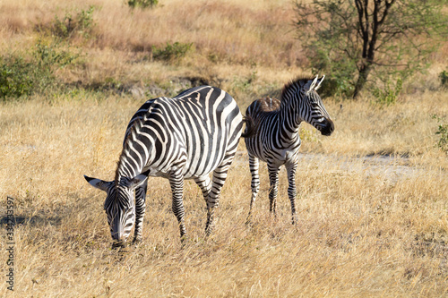 Zebras close up  Tarangire National Park  Tanzania