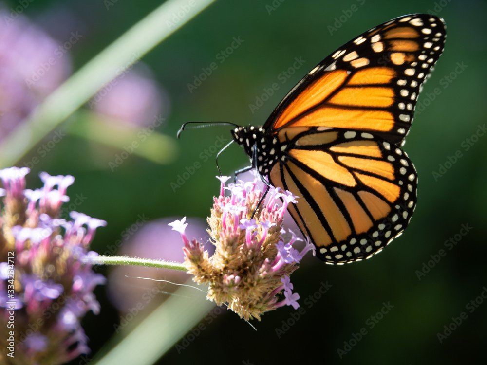 Fototapeta premium OLYMPUS DIGITAL CAMERA