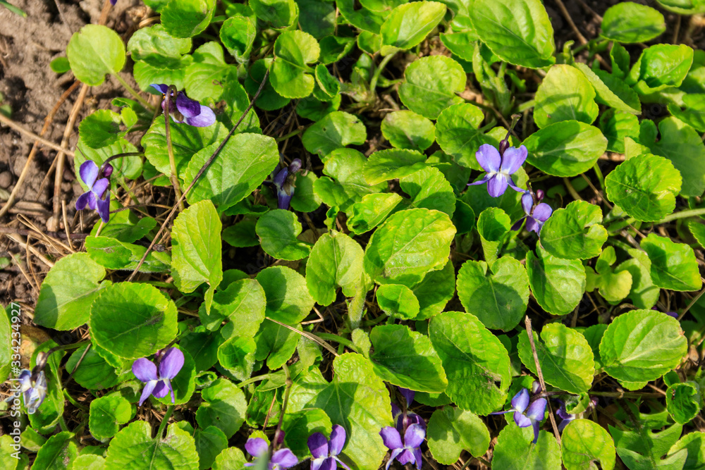 Wild violets on a meadow at spring Wild violets on a meadow at spring