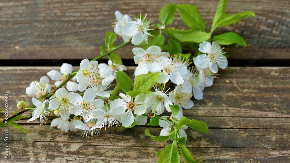 Spring branch white flower on wooden bench Spring branch white flower on wooden bench