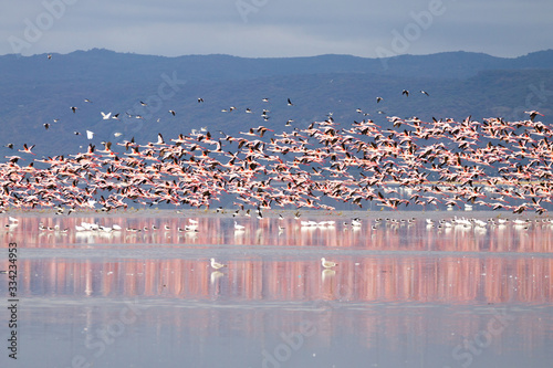 Flock of pink flamingos from Lake Manyara, Tanzania photo