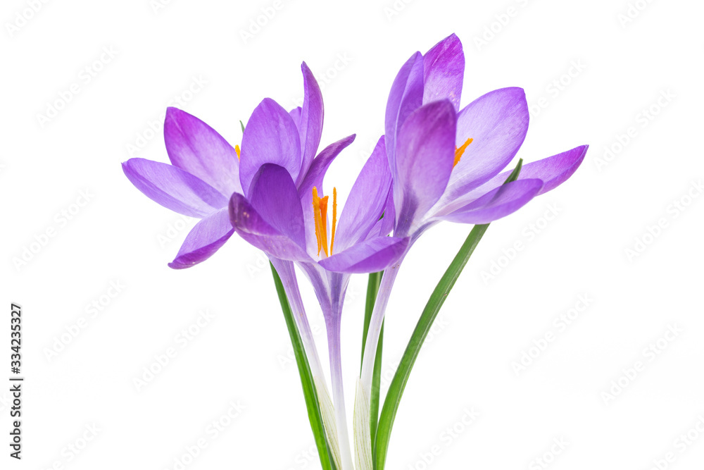 spring purple little crocus flowers isolated on white